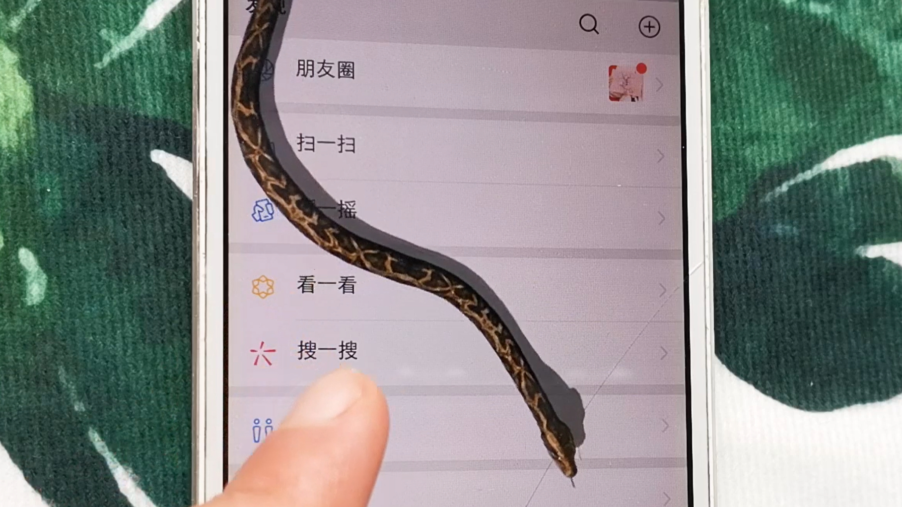 教你在手机里养条巨蟒!别人看了,都说可怕!